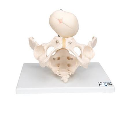 3B SCIENTIFIC Childbirth Demonstration - w/ 3B Smart Anatomy 1000334